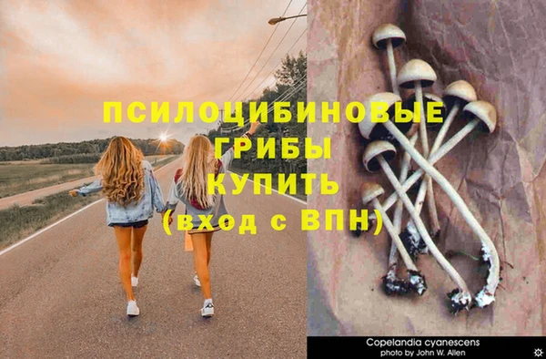шишки Сосновка